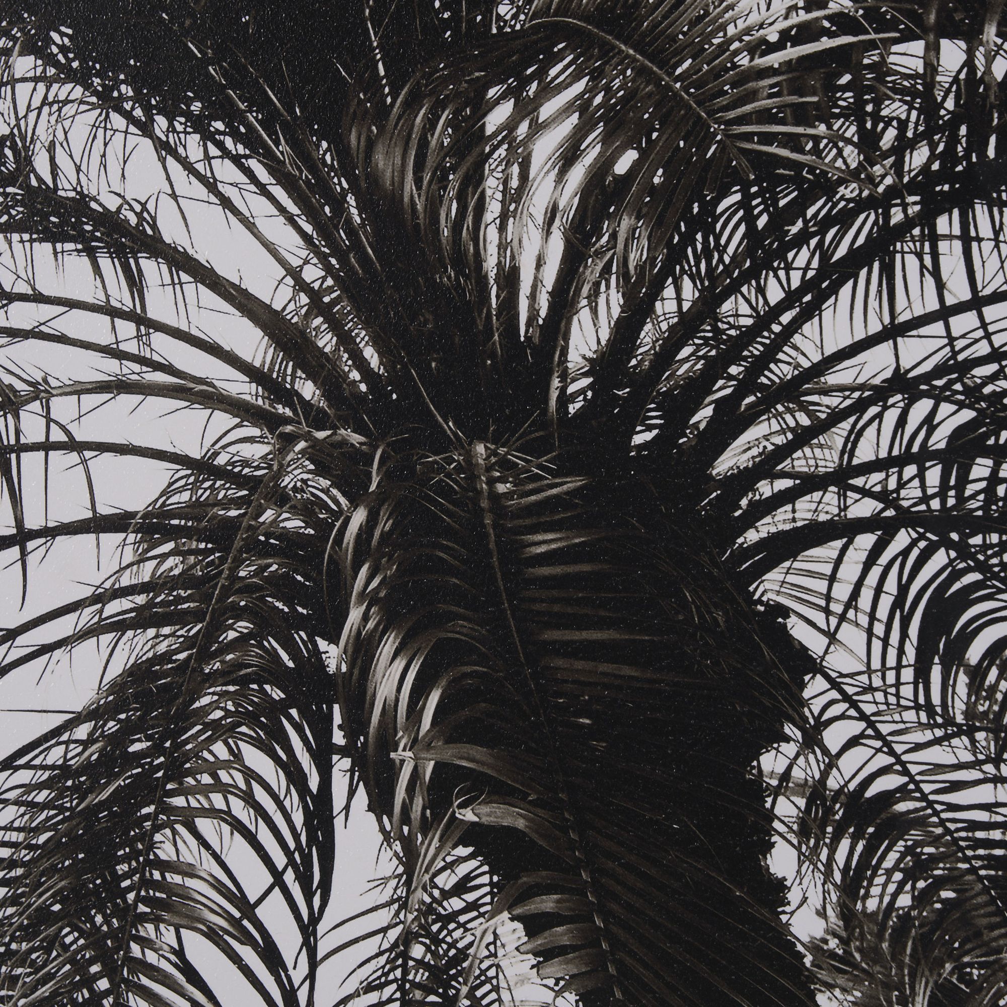 Mercana Palm Tree Sepia II