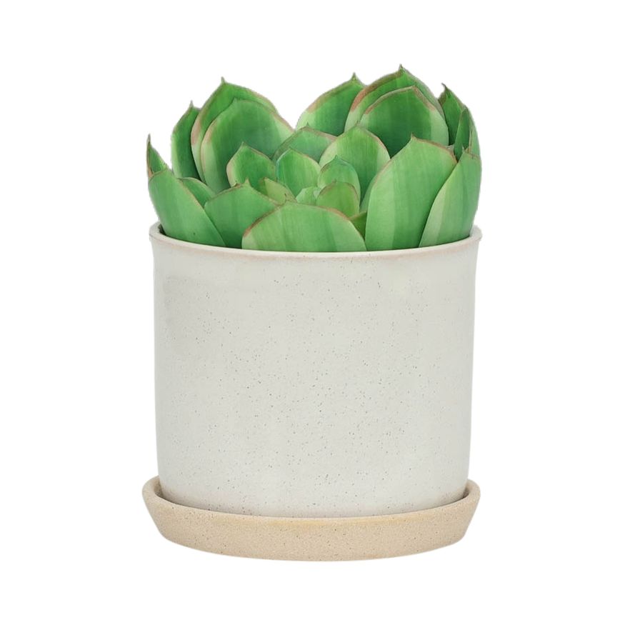 Sagebrook 6"/8" Ceramic Planters With Saucer (Set Of 2) - Beige