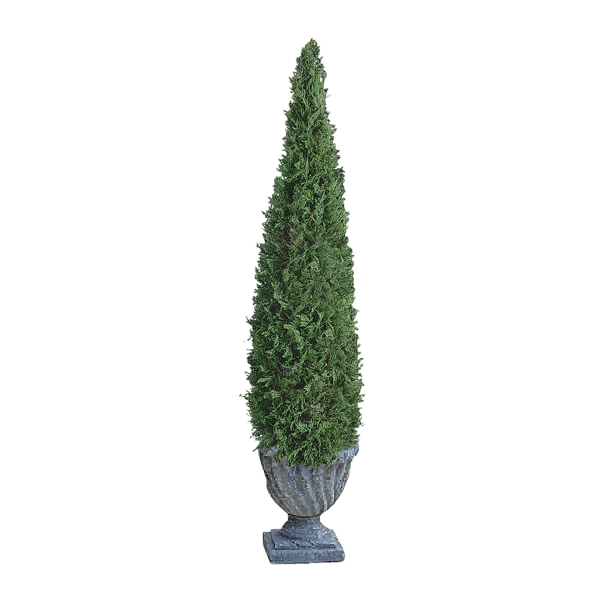 Toscano Cone Topiary Tree Collection - Large